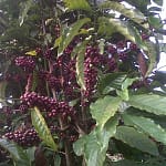 2010 Chede coffee crop ready for harvest