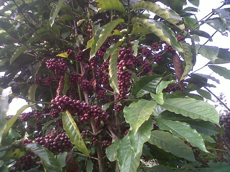 Chede coffee crop ready for harvesting